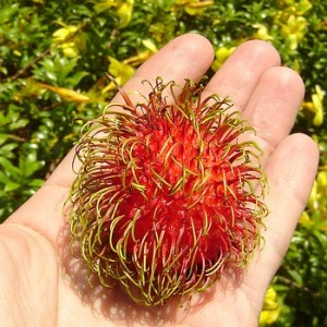 rambutan-held-thailand