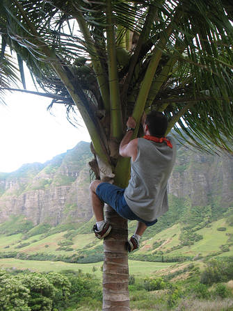 Tourist climbs private coconut tree in Hawaii