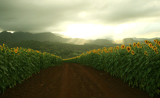 Farming sunflowers in Hawaii
