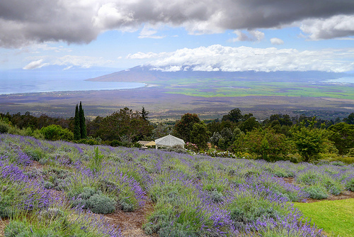 Looking at south central Maui from Kula, at the base of Haleakala Volcano. A very laid-back place, don't you think?