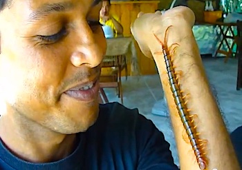 Big Centipede, on of the worst bugs in Hawaii.