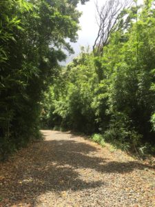 bamboo forest