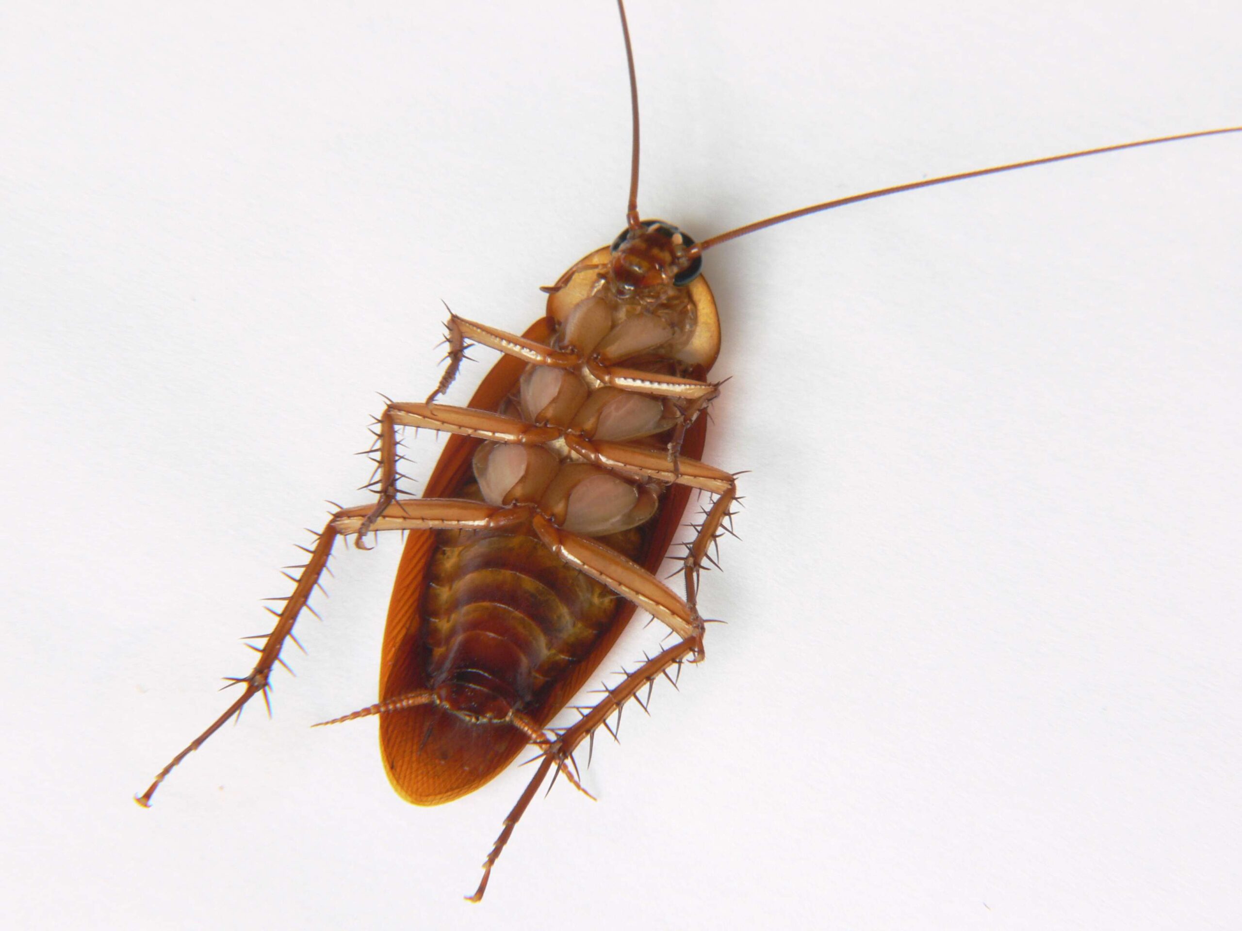 Flying Cockroaches in Hawaii - Living in Hawaii