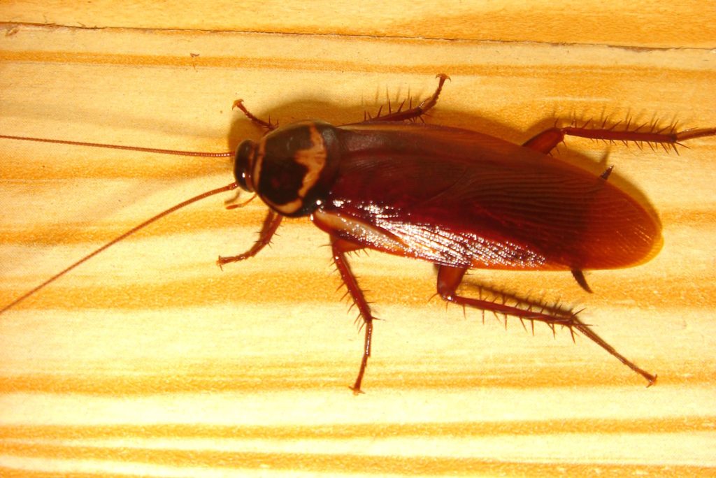 flying cockroaches in hawaii 