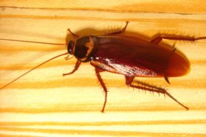 flying cockroaches in hawaii