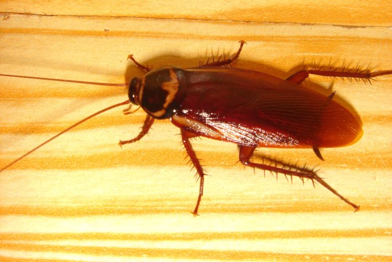 Bugs In Hawaii The Bad News Living In Hawaii