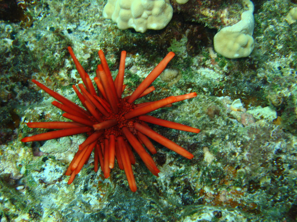 Hawaii's Dangerous Marine Animals Living in Hawaii