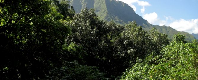 Scenic view of Maunawili, Oahu, with green trees in the foreground and a majestic mountain in the background under a bright blue sky.