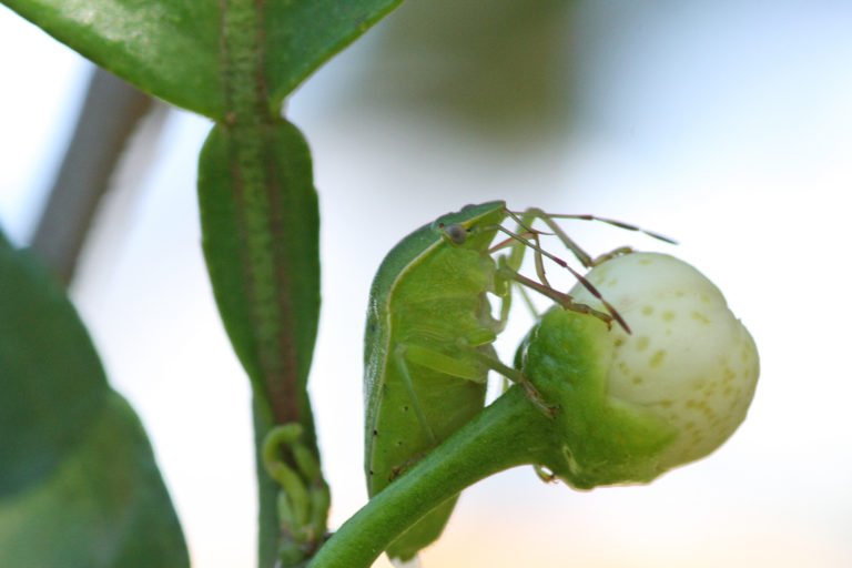 Bugs in Hawaii The Bad News! Living in Hawaii