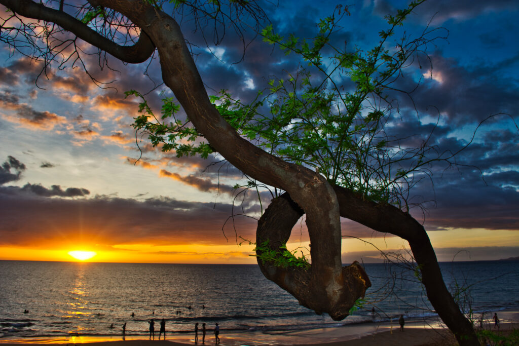 A twisted tree with green leaves frames a Hawaiian sunset over the ocean, with people on the beach in the background.