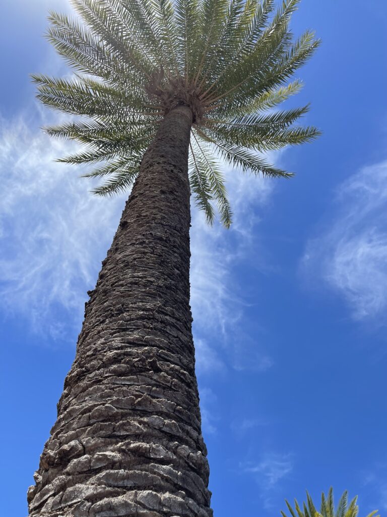 A tall palm tree silhouetted against the sky, reaching its fronds towards the sun.