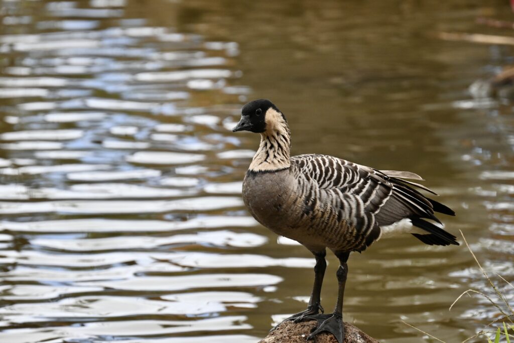 Nene Hawaii's State Bird