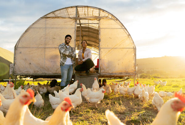 Two People Standing in Front of a Chicken Coop with Free-Range Chickens Walking Around