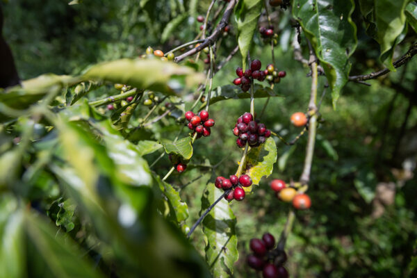 Close-Up of Ripe Coffee Cherries on a Coffee Plant Branch