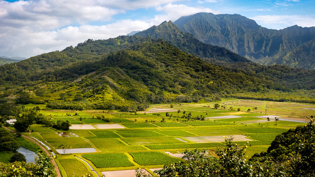 Panoramic Landscape View of Hanalei Valley with Green Taro Fields