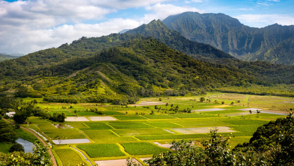 Panoramic Landscape View of Hanalei Valley with Green Taro Fields