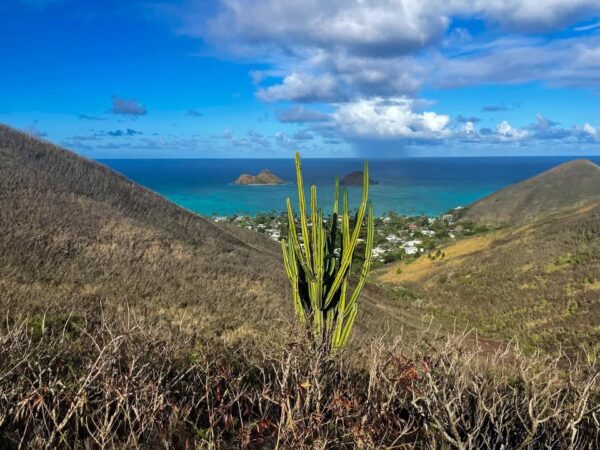 Lanikai Pillbox Trail System