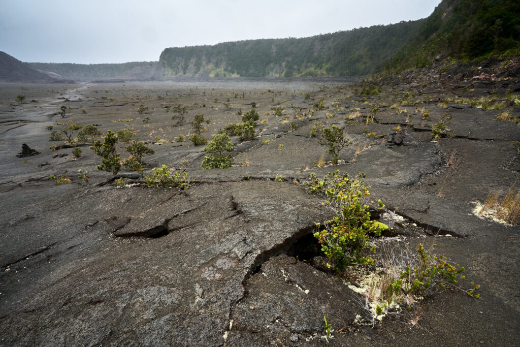 Kilauea Volcano plants